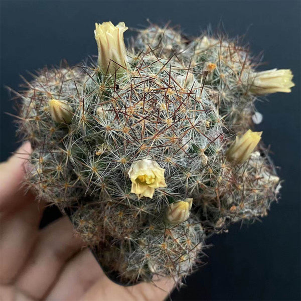 Mammillaria prolifera, 4-5cm
