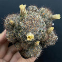 Mammillaria prolifera, 4-5cm