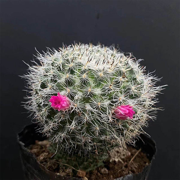 Mammillaria hahniana, 3-4cm