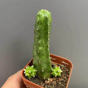 Echinocereus pentalophus cv 'Momotaro', 4-5cm