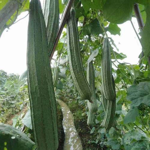 Meiling No.2 Luffa Seeds, 10g