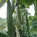 Meiling No.2 Luffa Seeds, 10g