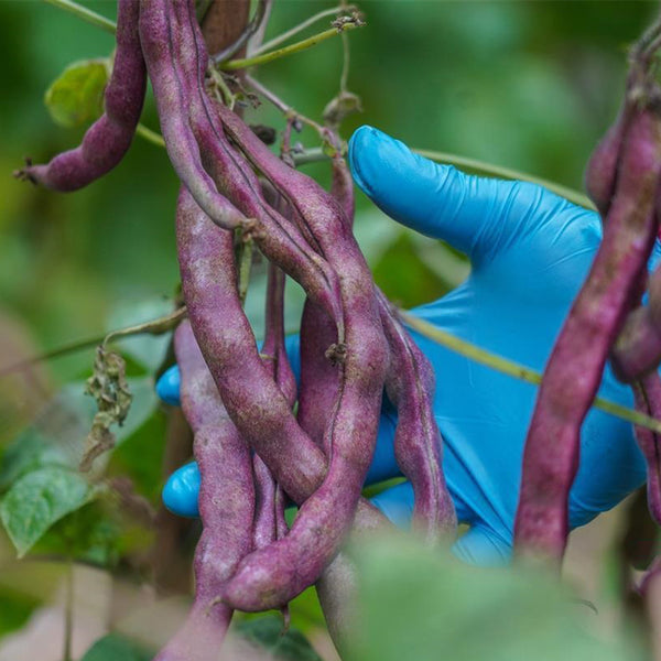 No.8 Red Pole Bean Seeds, 10g