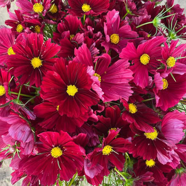 Evening Gown Red Cosmos Seeds, 2g