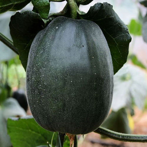 Sweet Mealy Black Skin Melon, 100 Seeds