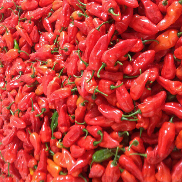 Ghost Pepper Seeds, 20 Seeds