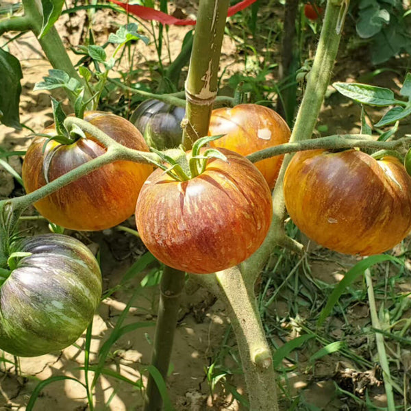 446 Alice's Dream Tomato, 5 Seeds