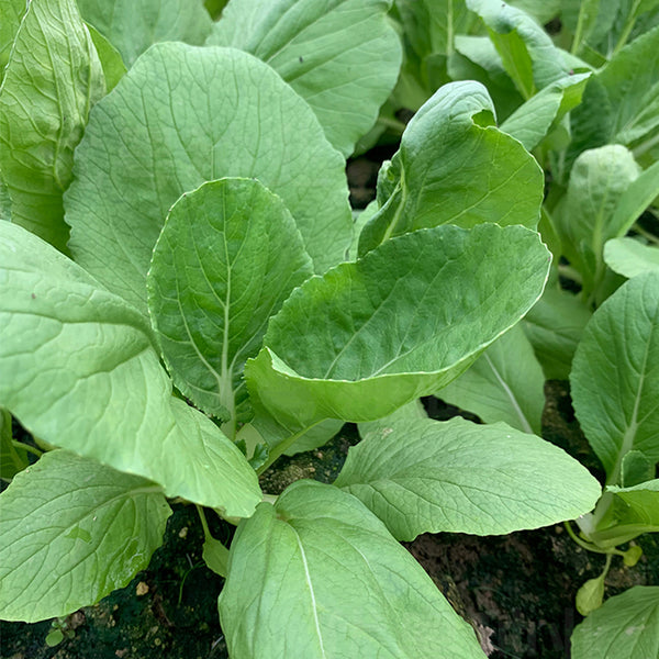 Tianfei Beautiful Pakchoi Seeds, 10g