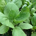Tianfei Beautiful Pakchoi Seeds, 10g