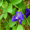 Butterfly pea Seeds, 50 Seeds