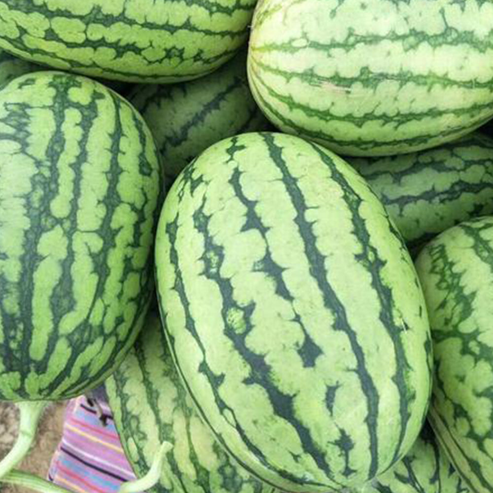 'Lanzhou P2' Sweet Watermelon Seeds