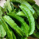Winged Bean Seeds, 5g