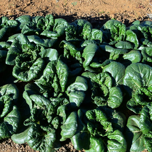 Dwarf Black-leaf Pak Choi Seeds, 20g