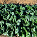 Dwarf Black-leaf Pak Choi Seeds, 20g