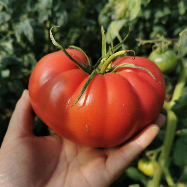 Giant Steak Tomato, 10 Seeds