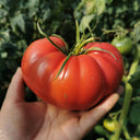Giant Steak Tomato, 10 Seeds