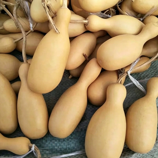 Flower Bottle Gourd, 10 Seeds