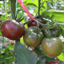 'Coffee Strawberry' Tomato Seeds, 100 Seeds