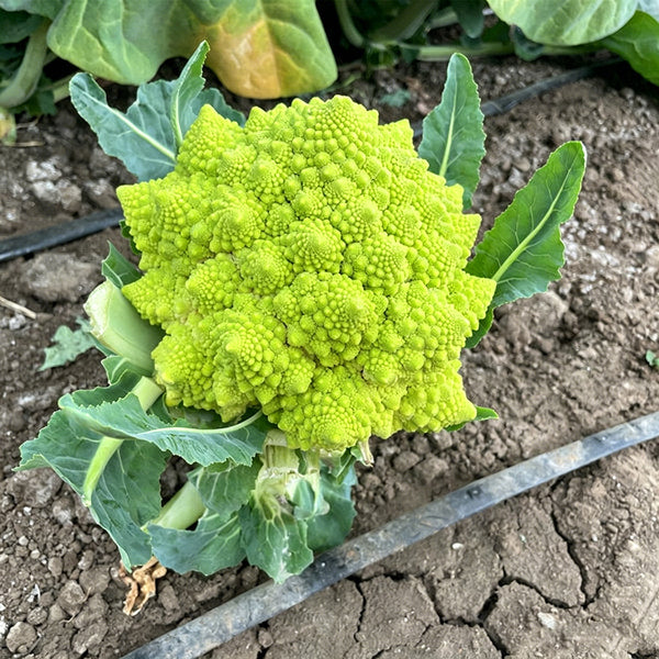 Green Romanesco, 10 Coated Seeds