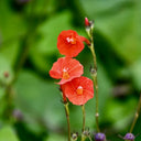 W956 Orange-Red Roundleaf Morning Glory, 20 Seeds