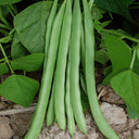 Huajun No.13 Snap Bean Seeds, 10g