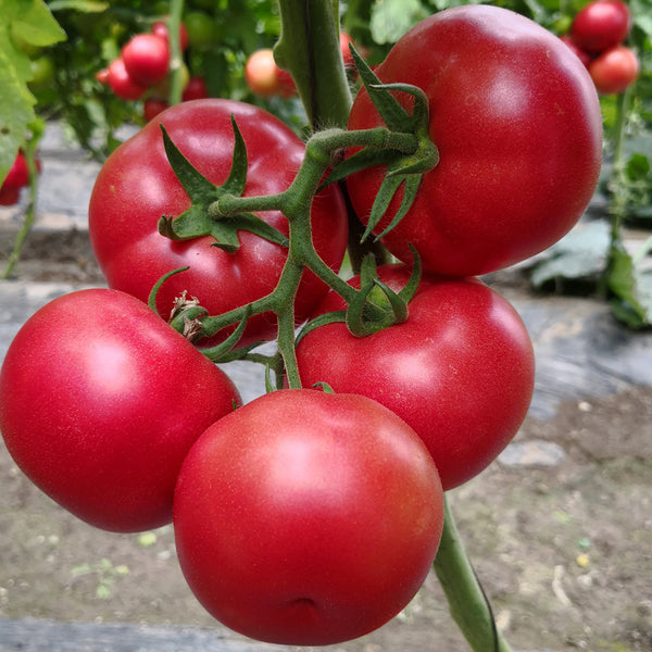 Kuwait No.4 Pink Tomato Hybrid Seeds, 20 Seeds