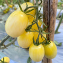 'White Princess F1' Tomato Seeds, 6 Seeds