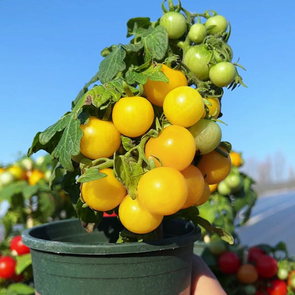 Potted Dwarf Yellow Tomato, 100 Seeds
