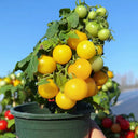 Potted Dwarf Yellow Tomato, 100 Seeds
