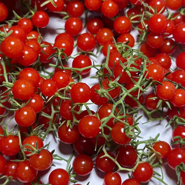 Red Currant Sweet Pea Tomato, 20~30 Seeds