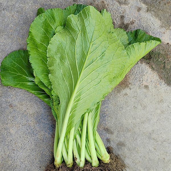 'Huaqing No.1' Sweet Leaf Lettuce Seeds, 20g