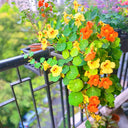 Hezhichun Mixed Color Nasturtium Seeds, 10g