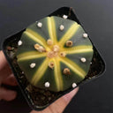 Astrophytum asterias Variegata, 3-4cm
