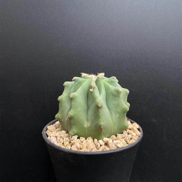 Ferocactus glaucescens f. nuda