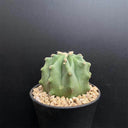 Ferocactus glaucescens f. nuda