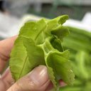 Winged Bean Seeds, 5g