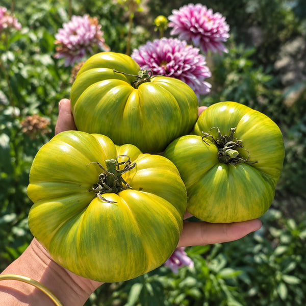 305 Dwarf Rebel Yellow-Green F4 Tomato, 5 Seeds