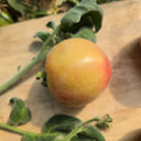 954 Suede Heart Fuzzy Tomato, 5 Seeds