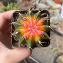 Gymnocalycium mihanovichii 'Yellow Variegata', 3-4cm