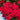 Scarlet Annual Phlox, 100 Seeds