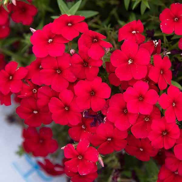 Scarlet Annual Phlox, 100 Seeds