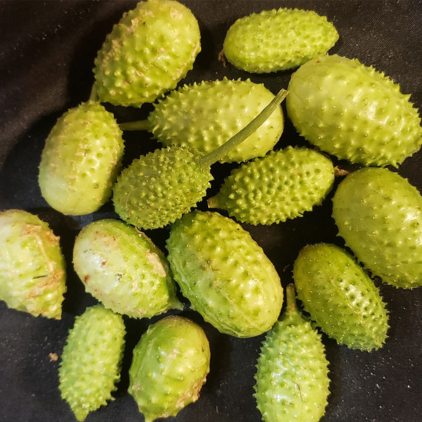 West Indian Gherkin, 10~20 Seeds