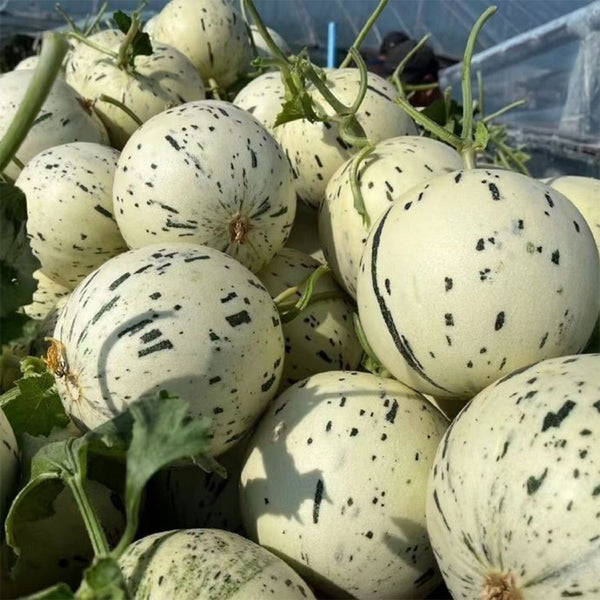 Meteor Silver Jade Melon Seeds, 20 Seeds