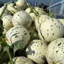 Meteor Silver Jade Melon Seeds, 20 Seeds
