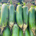 'SanNong Feicui' Fruit Radish Seeds, 100 Seeds