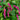 Prince's Feather, 200 Seeds