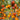 826 Fiery Red Comet Tomato, 5 Seeds