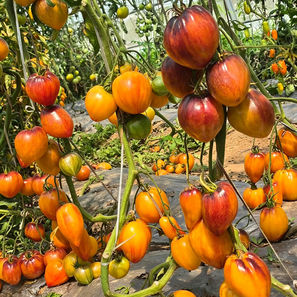 826 Fiery Red Comet Tomato, 5 Seeds