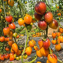 826 Fiery Red Comet Tomato, 5 Seeds