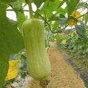 Baipangwa White Luffa Seeds, 10 Seeds
